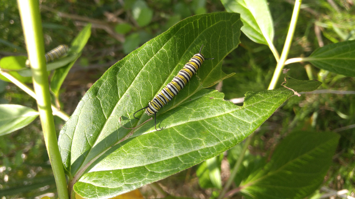 Monarch caterpillar on Swamp Milkweed